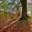 Allen Banks autumn