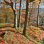 Allen Banks autumn