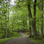 Spring Beech Woods at Allen Banks, Northumberland