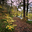 Autumn Colour on Devil's Water, Northumberland