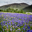 Glen Etive bluebells