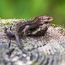 Muncaster lizard