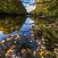 Leaves on the Tees, near Barnard Castle